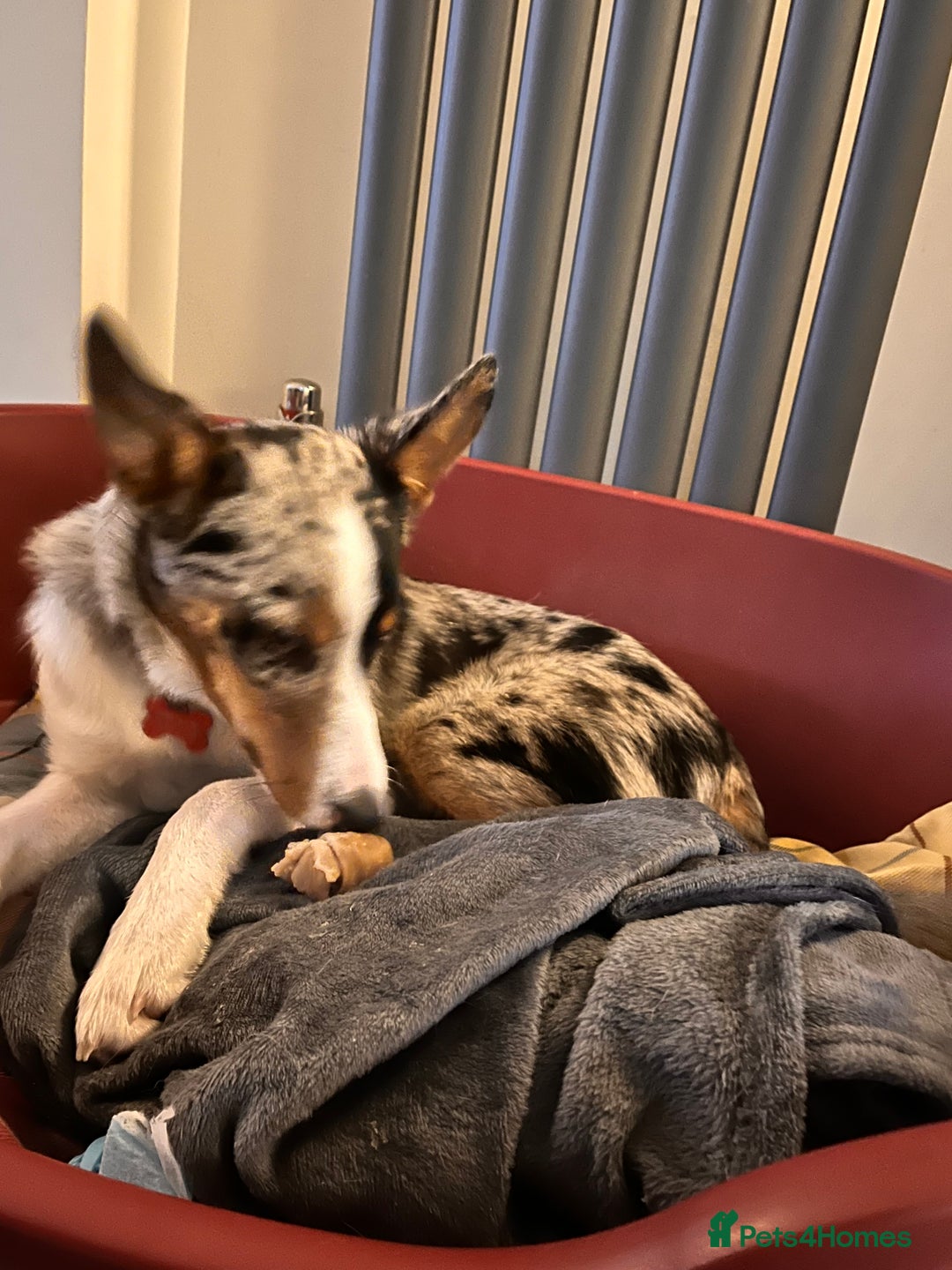 Border Collie dogs for sale: Border collie blue merle 7 months pup - Advert 5