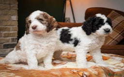 Bernedoodle dogs for sale: F1b Bernedoodle Puppies - Image 10