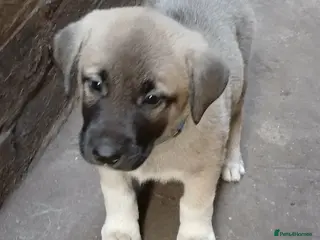 Turkish Kangal dogs TURKISH KANGAL PUPPIES - Advert 17