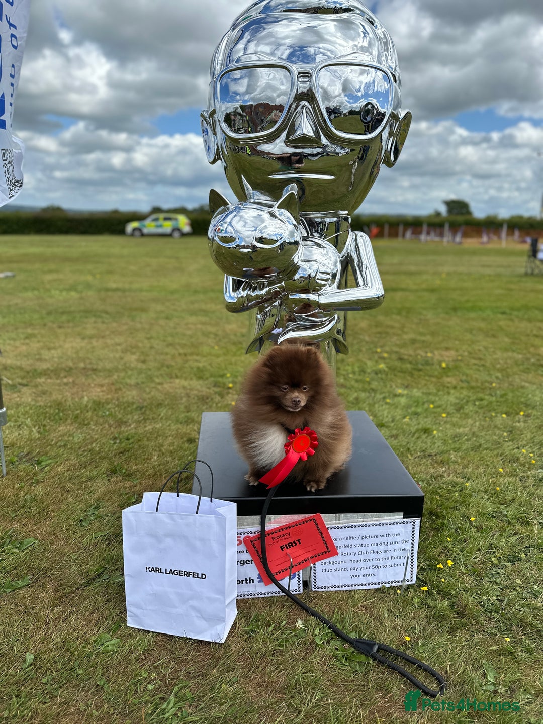 Pomeranian dogs for stud: Chocolate Stud Kc Registered ,Embark tested in Runcorn - Image 35