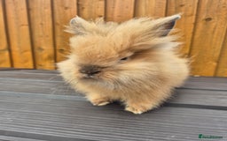 Mini Lion Lop rabbits for sale: 3 Lionlops ready to leave now  - Image 3