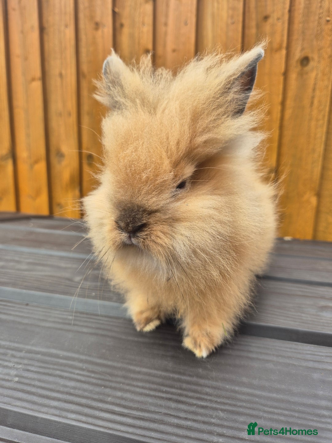 Mini Lion Lop rabbits for sale: 3 Lionlops ready to leave now  - Image 3