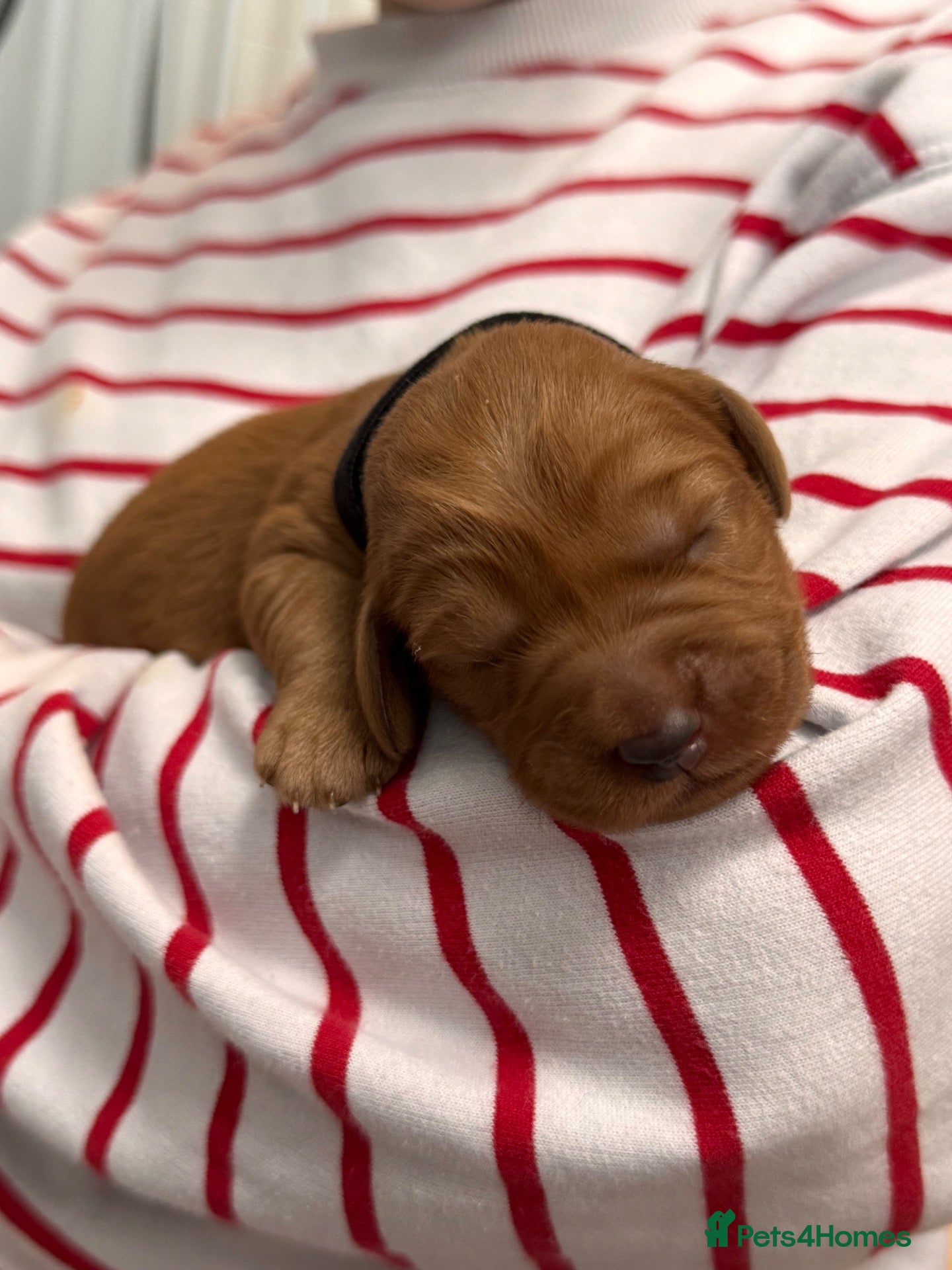 Australian Labradoodle dogs 🐾❤️ Beautiful Red Labradoodle puppies ❤️🐾 - Advert 2