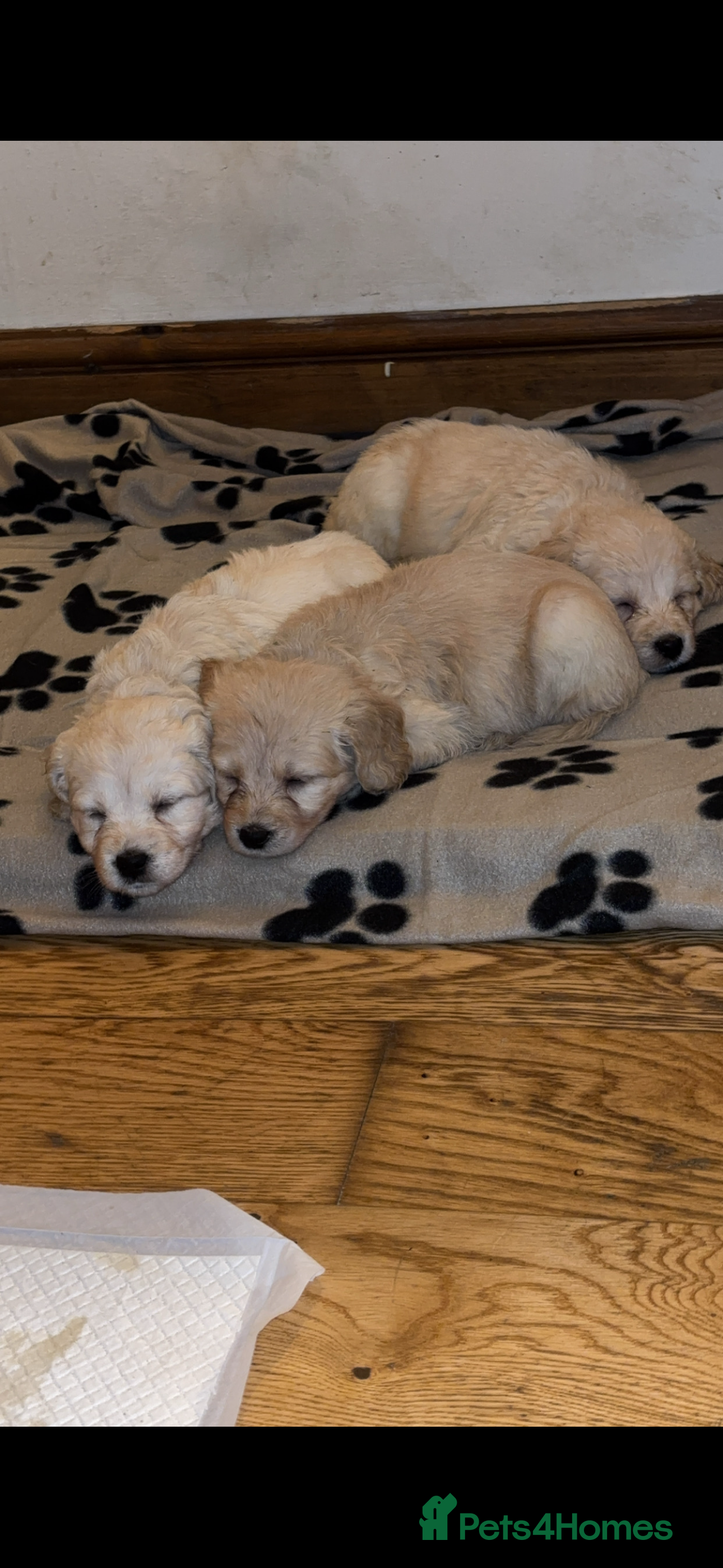 Mini Goldendoodle dogs READY TO LEAVE NOW 10 Mini F1 GoldenDoodle puppies - Advert 17