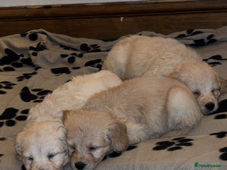 Mini Goldendoodle dogs READY TO LEAVE NOW 10 Mini F1 GoldenDoodle puppies - Advert 17