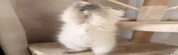 Ragdoll cats for sale: Ready now!Fully pedigree blue point kittens  - Advert 9