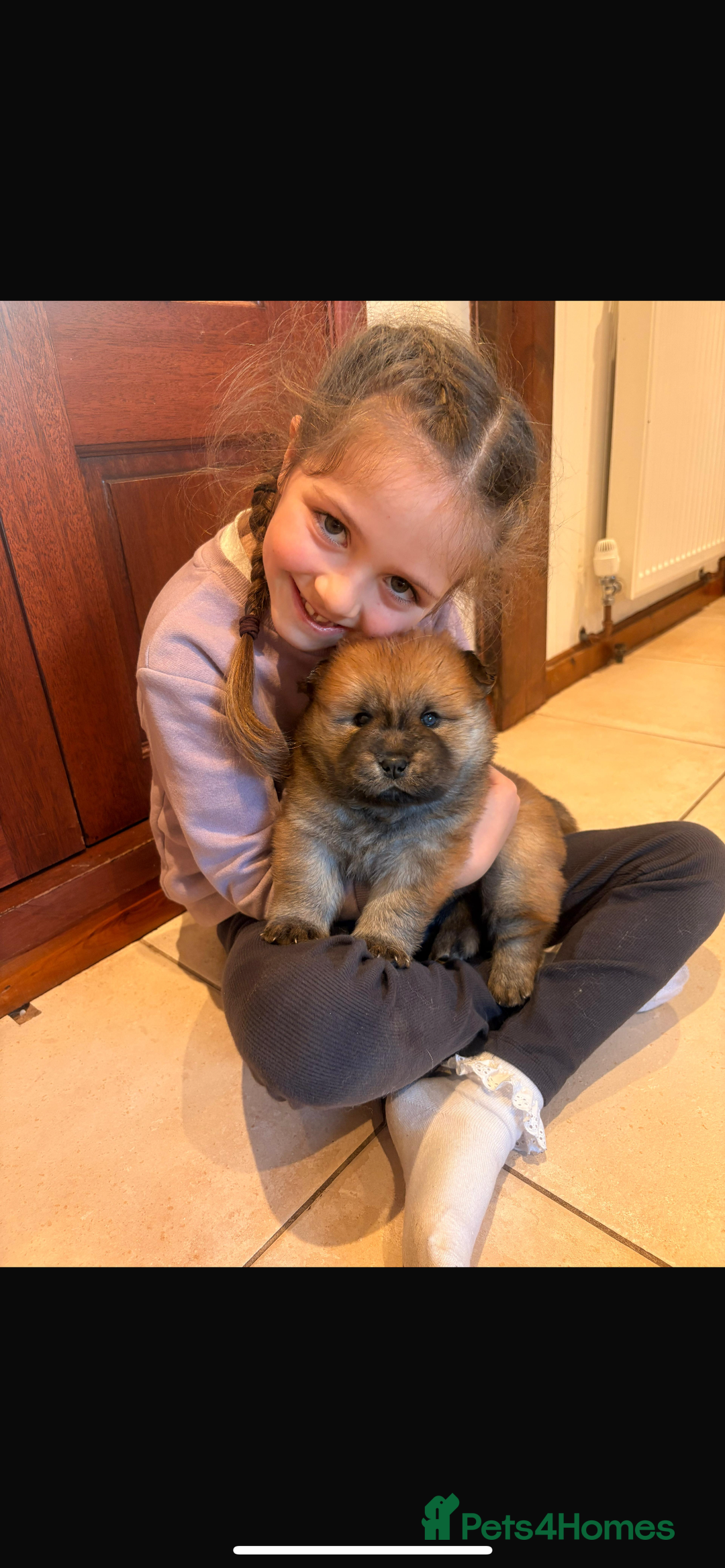 Mixed Breed dogs for sale: CHOWSKI PUPPYS READY TO GO!!  - Advert 18