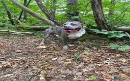 Cane Corso dogs for stud: Cane corso stud  - Advert 2