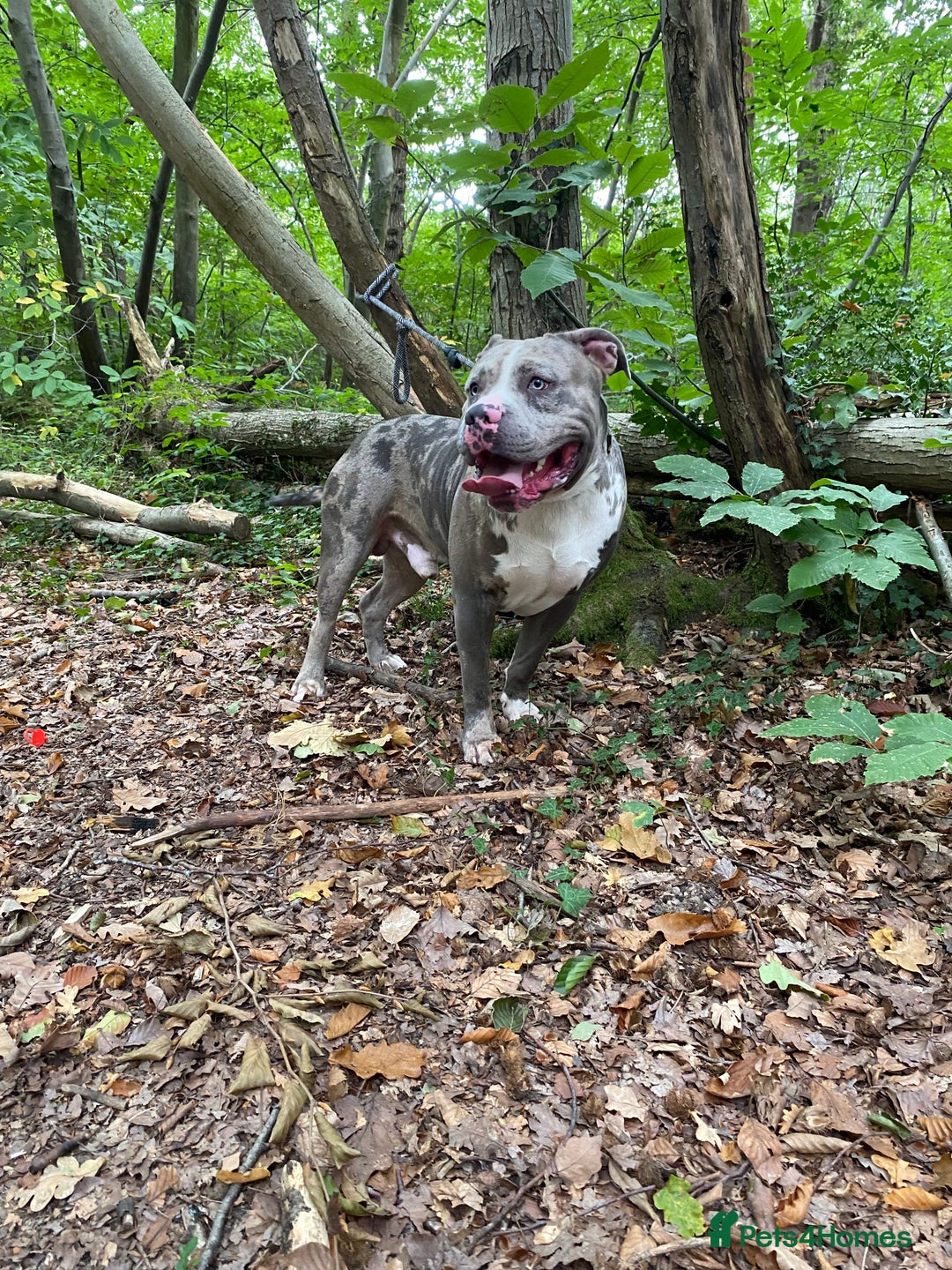 Cane Corso dogs for stud: Cane corso stud  - Advert 2