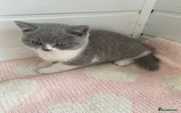 British Shorthair cats for sale: British Shorthair kittens  - Image 4