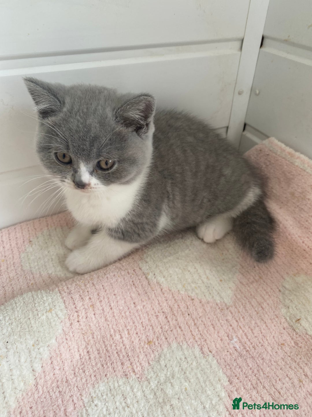 British Shorthair cats for sale: British Shorthair kittens  - Image 4