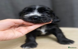 Cocker Spaniel dogs for sale: Stunning KC Reg Cocker Spaniel Pups Choco/Black - Image 37