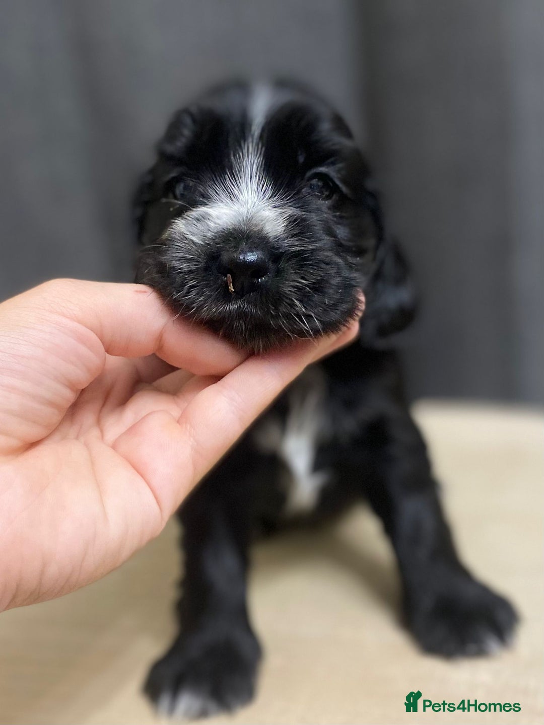 Cocker Spaniel dogs for sale: Stunning KC Reg Cocker Spaniel Pups Choco/Black - Image 37