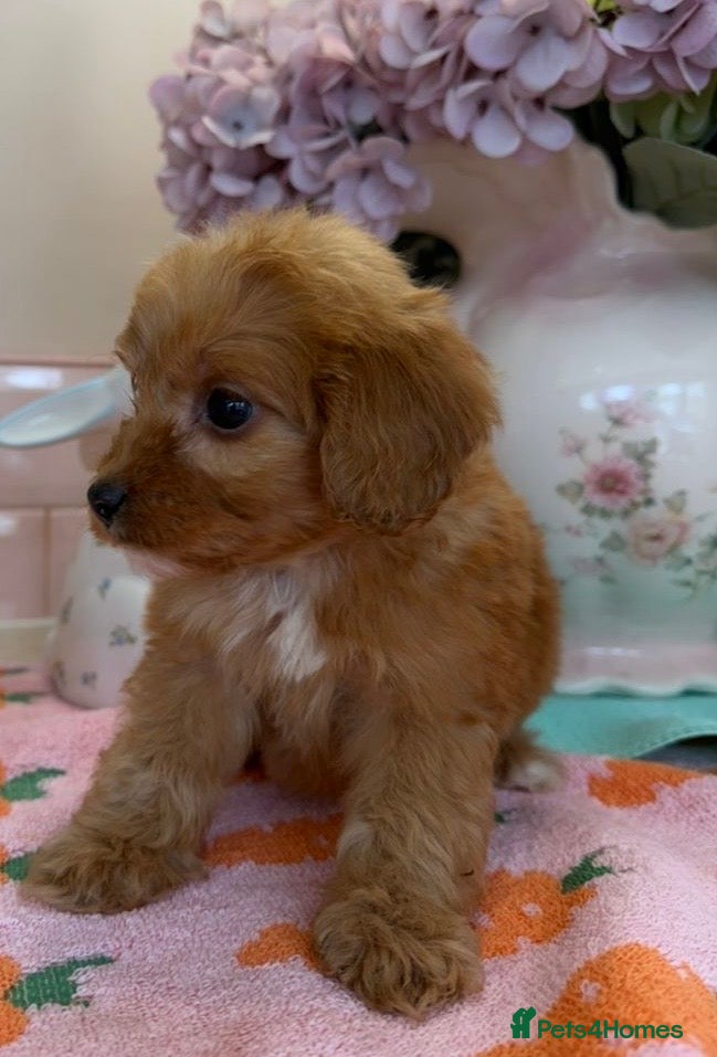 Cockapoo dogs Stunning toy F1 cockapoo    - Advert 2