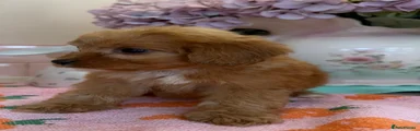 Cockapoo 6