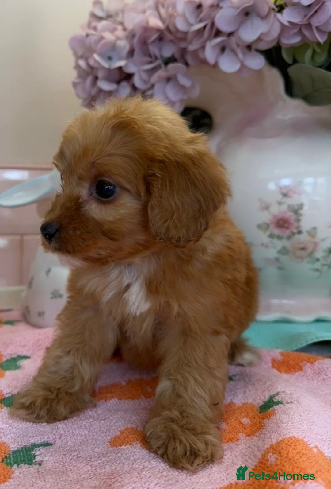 Cockapoo dogs for sale: Stunning toy F1 cockapoo    - Advert 2