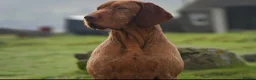 Hungarian Vizsla dogs for stud: Imported Head keeper owned stud  in Skipton - Advert 5