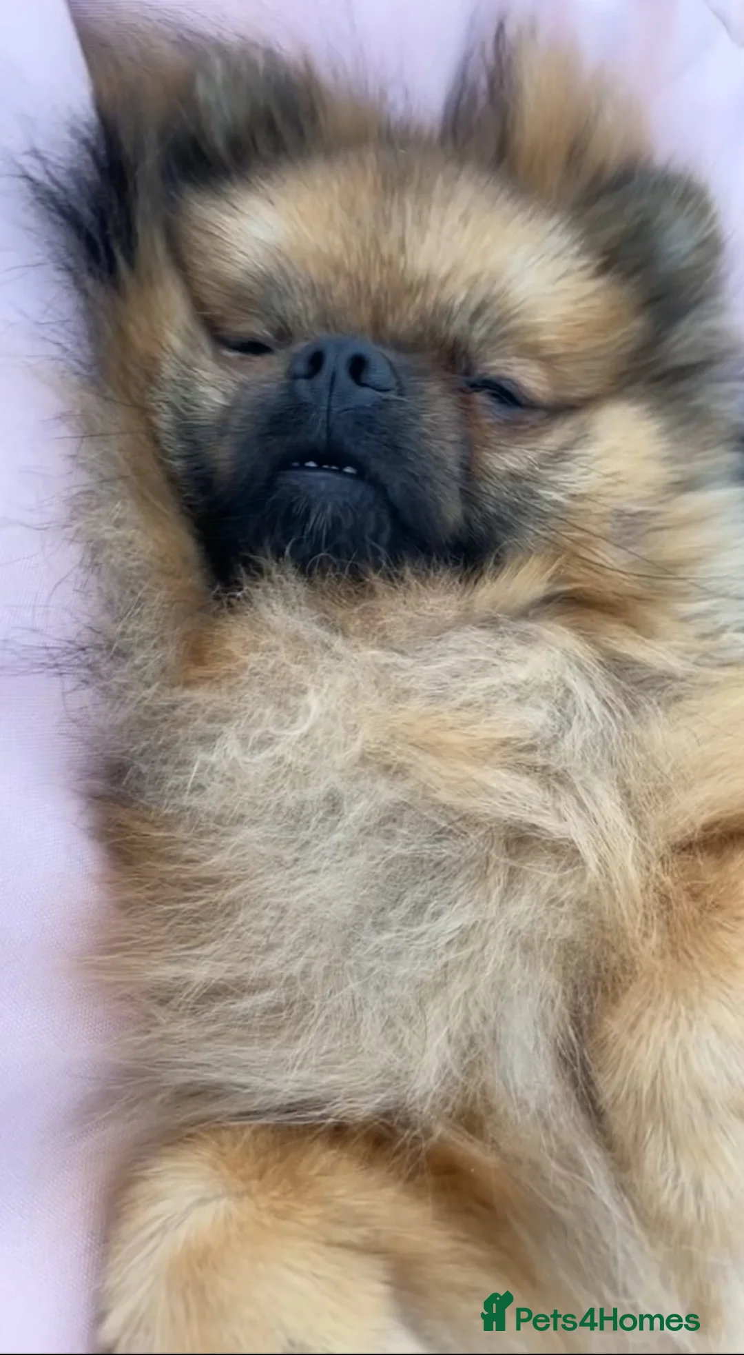 Pomeranian dogs for sale: Girl and boy Pomeranian in Liverpool - Advert 3