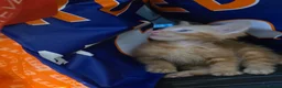 Mixed Breed cats for sale: 4 female kittens for sale in Caerphilly - Advert 3