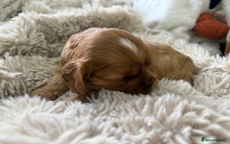 Cavalier King Charles Spaniel dogs for sale: Cavalier King Charles  - Image 14