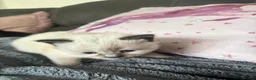 Ragdoll cats for sale: Ragdoll x - Advert 4