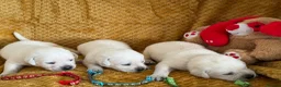 Labrador Retriever dogs for sale: White/Cream Labrador Retriever Puppies available  - Advert 3