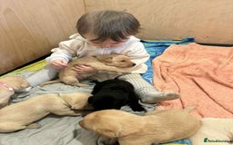 Labrador Retriever dogs for sale: Working/Active Pet - Image 24