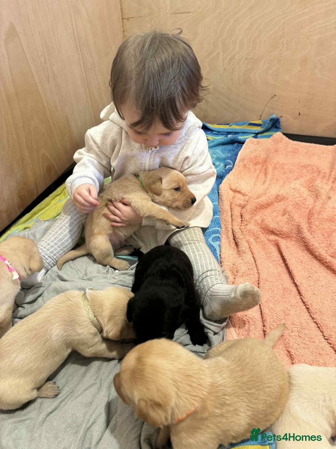 Labrador Retriever dogs for sale: Working/Active Pet - Image 24