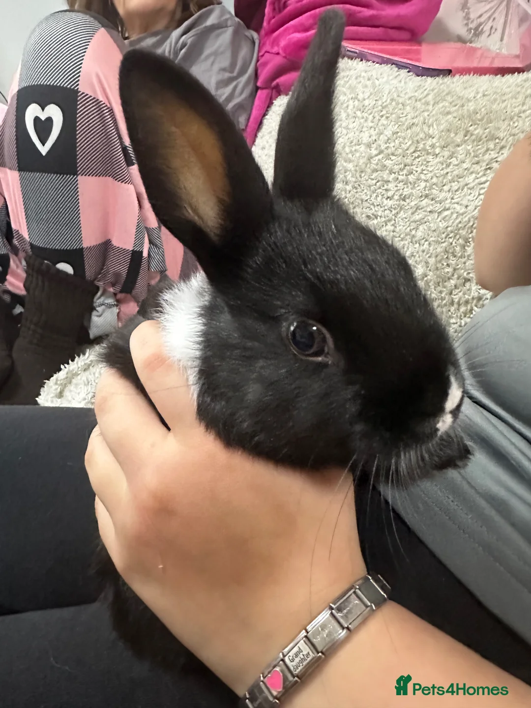 Dutch rabbits for sale: 2 fancy Dutch bucks , full brothers  - Advert 4