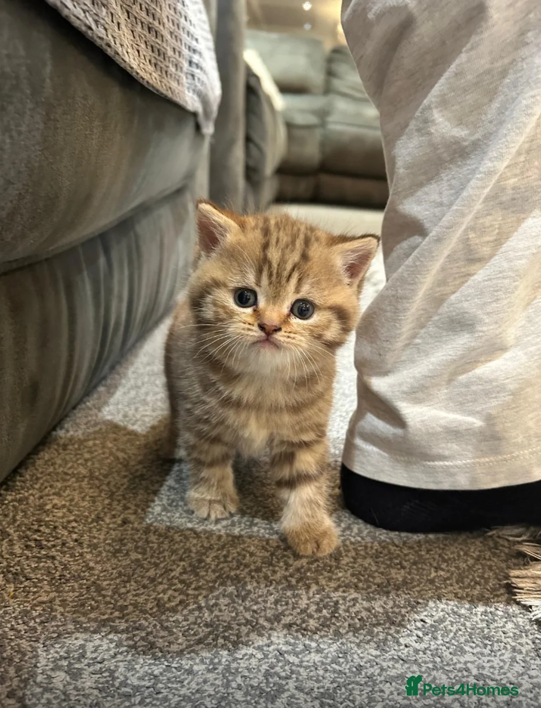 British Shorthair cats for sale: Stunning British shorthair kittens - Advert 2