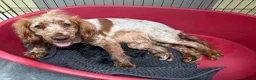 Cockapoo dogs for sale: F1 Cockerpoos  in Northwich - Advert 3