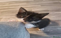 Mixed Breed cats for sale: Kittens - Image 8