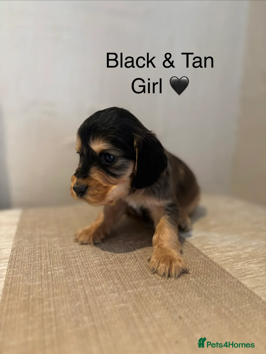 Cocker Spaniel dogs for sale: Stunning Show Cocker Spaniel Puppy’s KC Registered - Advert 1