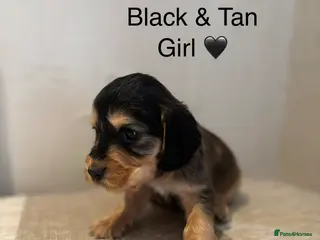 Cocker Spaniel dogs Stunning Show Cocker Spaniel Puppy’s KC Registered - Advert 8