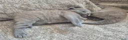 British Shorthair cats for sale: British shorthair - Advert 18
