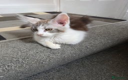 Maine Coon cats for sale: Pedigree Maine Coon kittens  in Blackpool - Image 4