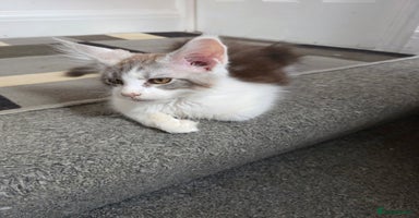 Maine Coon cats in Blackpool - Advert 13