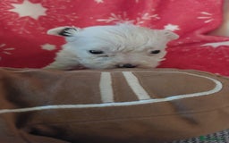 Mixed Breed dogs for sale: Shihtzu jack russel - Advert 8