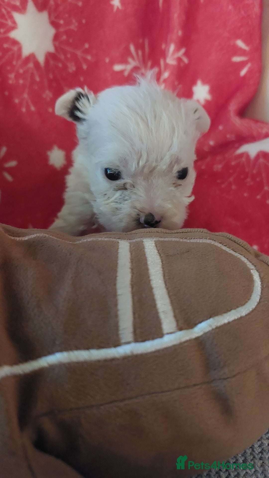 Mixed Breed dogs for sale: Shihtzu jack russel - Advert 8