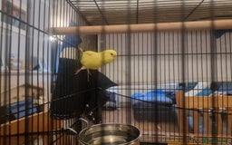Budgerigars birds for sale: Two budgies and cage - Image 2