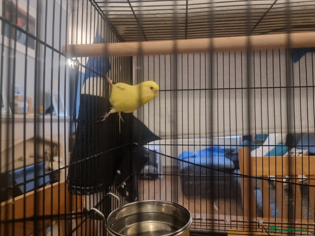 Budgerigars birds for sale: Two budgies and cage - Image 2