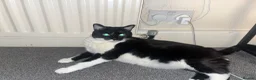 British Longhair cats for sale: Cat for sell to good home in Barking - Advert 3