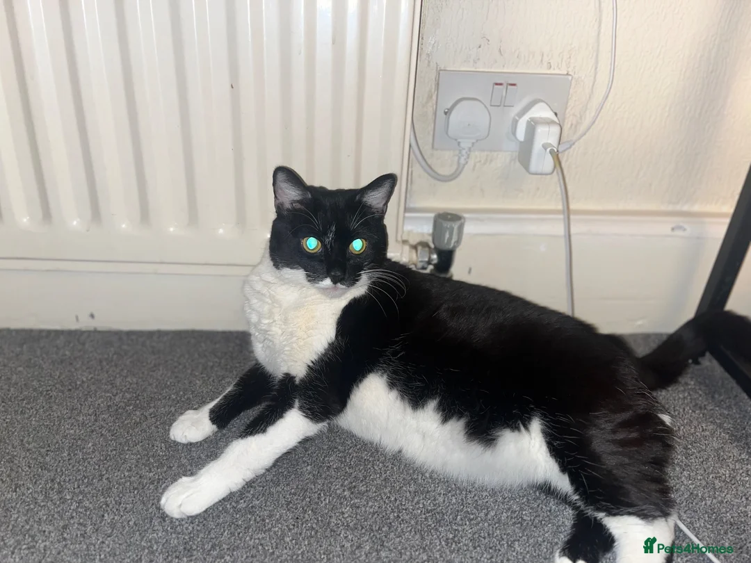 British Longhair cats for sale: Cat for sell to good home in Barking - Advert 3