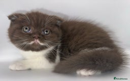 British Shorthair cats for sale: Last black boy  Teddy bear BSH - Image 7