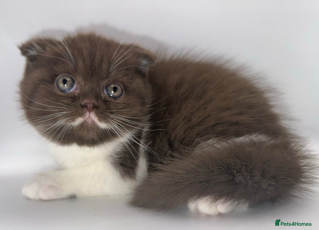 British Shorthair cats for sale: Last black boy  Teddy bear BSH - Image 7