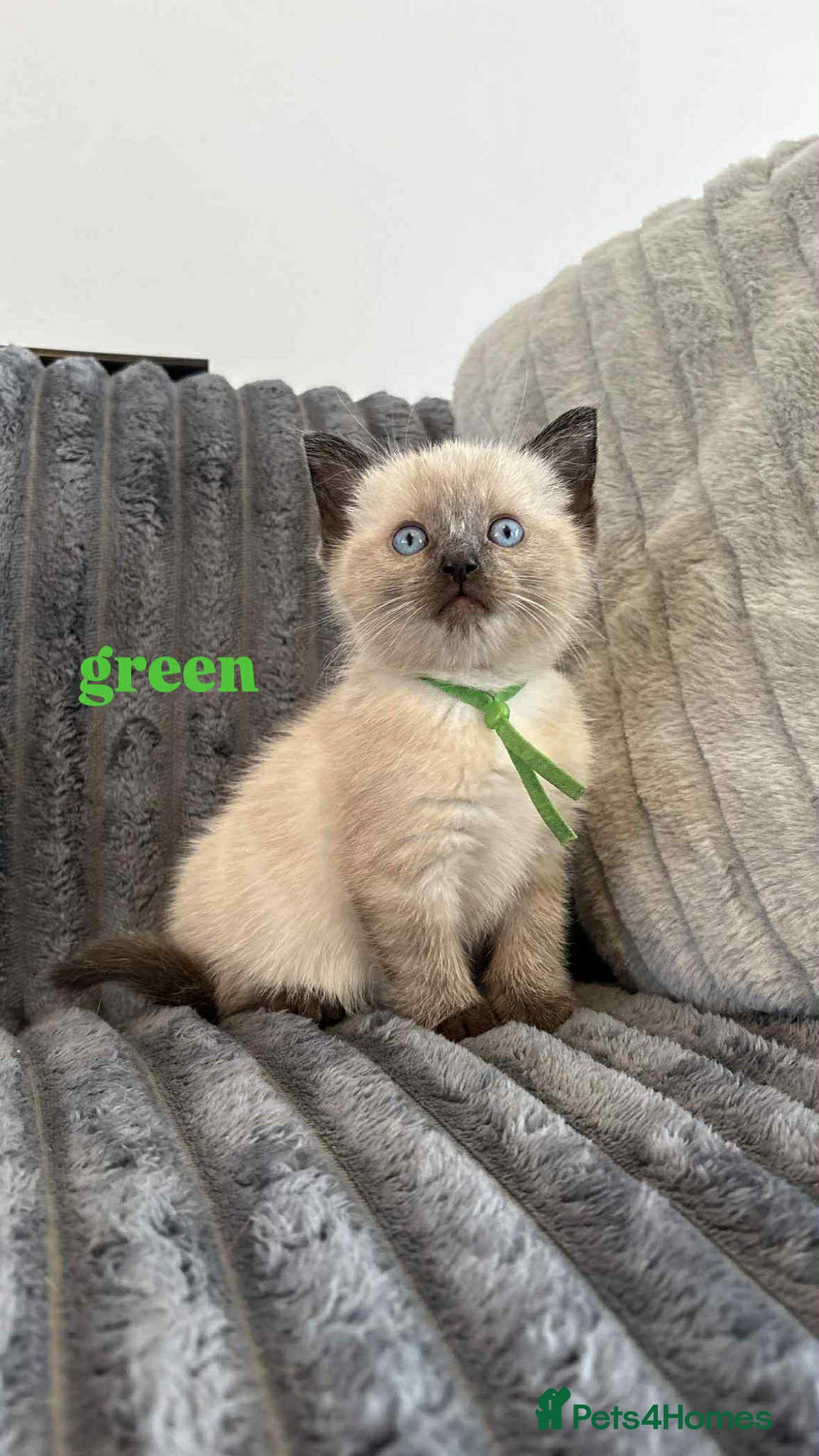 Ragdoll cats for sale: 5 Adorable Ragdoll Kittens🐾 - Image 15