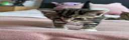 Mixed Breed cats for sale: 4 Beautiful Female Kittens Ready in August - Advert 20