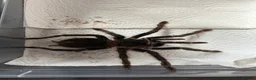 Tarantulas invertebrates for sale: 4 Female Tarantula  - Advert 4