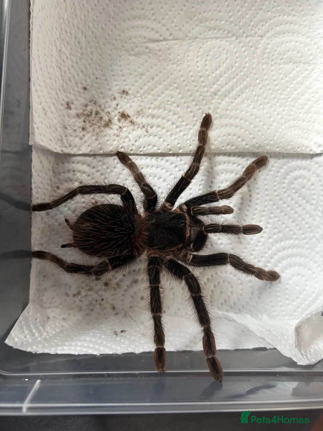 Tarantulas invertebrates for sale: 4 Female Tarantula  - Advert 4