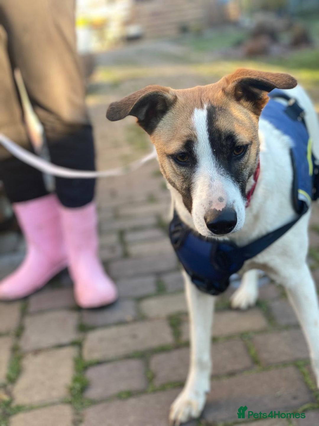 Mixed Breed dogs for adoption: 💖🐶 ZAYKA 🐶💖 - Advert 8